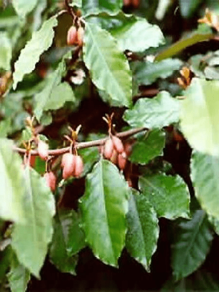 Des images de diff�rentes plantes